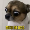 DOGS REAGEM 🥰🐶 6