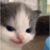 ✨Gatos Cura Depresión 5😻❤️ 2