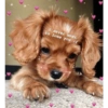 Cães e corações 9