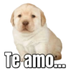 Perritos  7