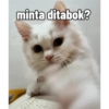 Yukki - kucing tengil pt.1 8