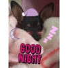 Cachorrinha Chanel 5