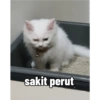 Yukki - kucing tengil pt.1 9