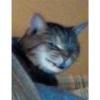 Gatinhosjj 8