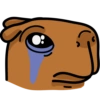 Chigüires (Capibara) 5
