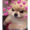 Cães e corações 21