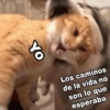 Gatitos SAD 😞 1 6