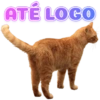 GATINHOS SIMPÁTICOS 😻 7