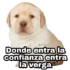 Perritos con FRASES 🐕🐾 1 5
