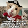 ✨Gatitos con frases😺✨5 14