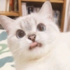 ✨🌸gatito blanco🌸✨ 6