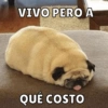 Memes de Firulais🐶💘 6