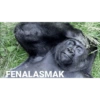 Gorilla 7