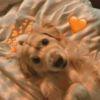 Doggo hearts 6