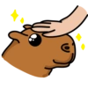 Chigüires (Capibara) 11