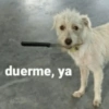 💓 ✨Memes y amor✨ 💓 18
