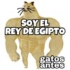 PERRO MUSCULOSO 🇦🇷 5