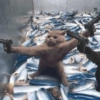 ANIMALES DIVERTIDOS 7