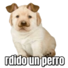 Perritos  8