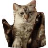 O gato chateado 9