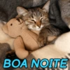 GATINHOS SIMPÁTICOS 😻 5