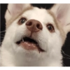 Zelda, the Husky 30