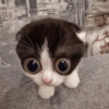 MIAU 10