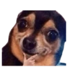 Memes Random V1 12