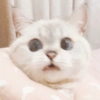 ✨🌸gatito blanco🌸✨ 7
