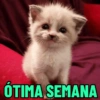GATINHOS SIMPÁTICOS 😻 9