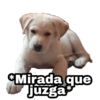 Perritos con FRASES 🐕🐾 1 15