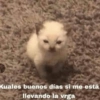 Animalitos con frases 1 ❤️😎 8