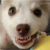 Zelda, the Husky 8