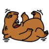 Chigüires (Capibara) 17