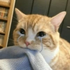 ✨Gatos Cura Depresión 6😻❤️ 11
