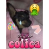 Cachorrinha Chanel 9
