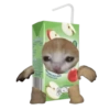Kucing 19
