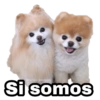 Perritos con FRASES 🐕🐾 1 9