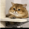 Gatinhosjj 12