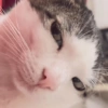 MIAU 19