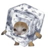 Kucing 16