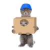 Cats Chapter 1 9