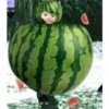 Watermelonas 13