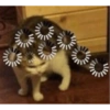 ✨Gatos Cura Depresión 6😻❤️ 15