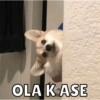 Memes de Firulais🐶💘 7