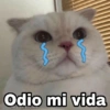 Gatitos SAD 😞 1 9
