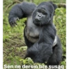 Gorilla 9
