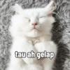 Yukki - kucing tengil pt.1 5