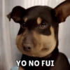 Memes de Firulais🐶💘 13