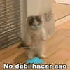 Gatitos SAD 😞 1 8